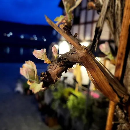 酒店 Restaurant Alte Stadtmauer 3*