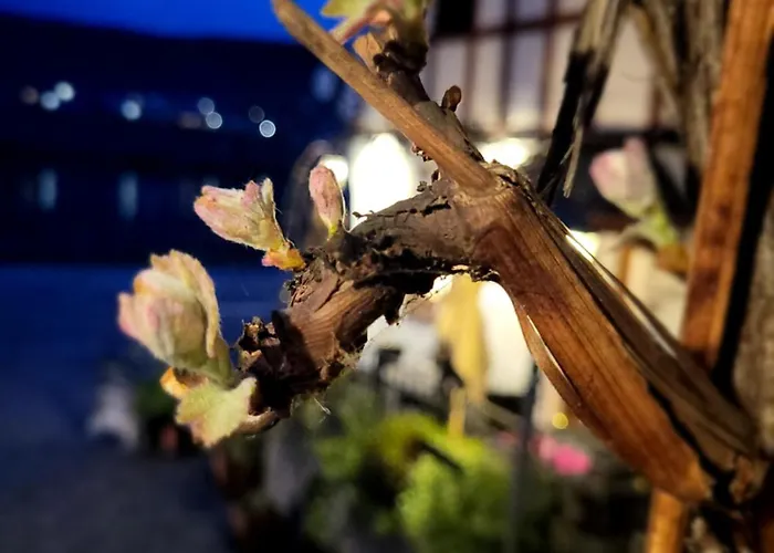 Hotel Restaurant Alte Stadtmauer 3*